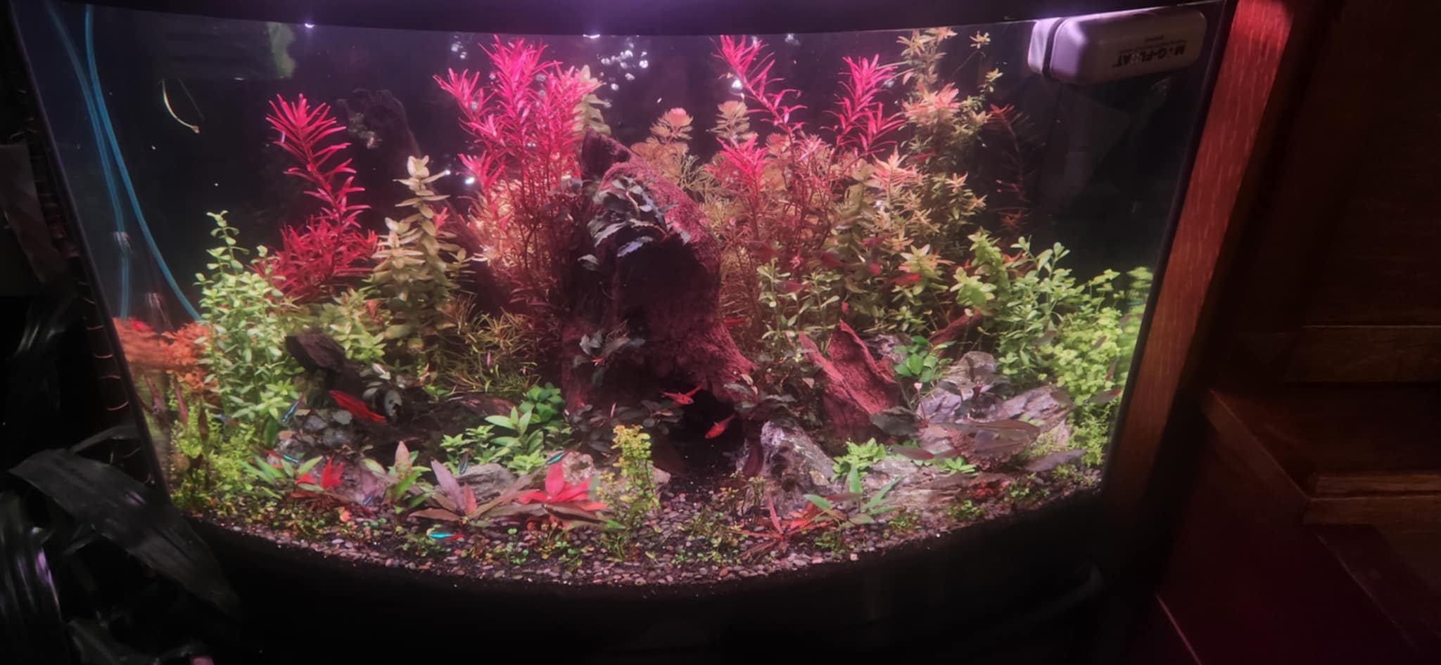 Aquatic Symphony